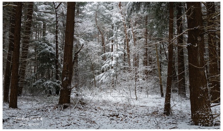 Stilte in het Dennenbos