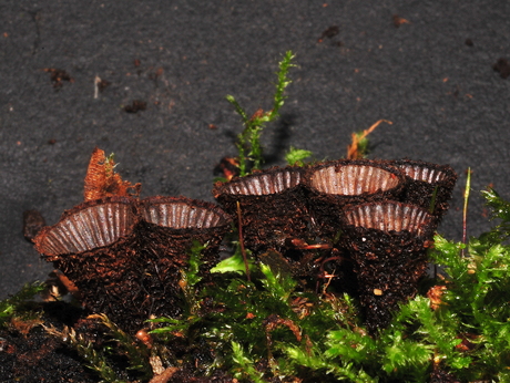 Gestreept vogelnestje