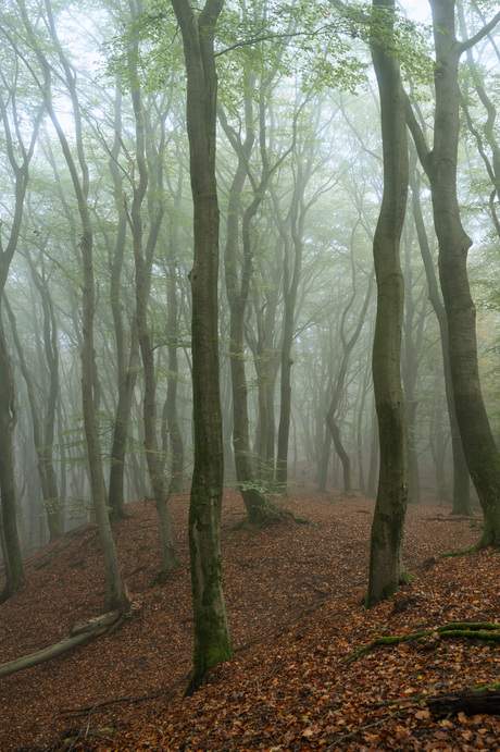 Bomen in de mist