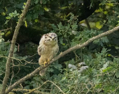 Buizerd