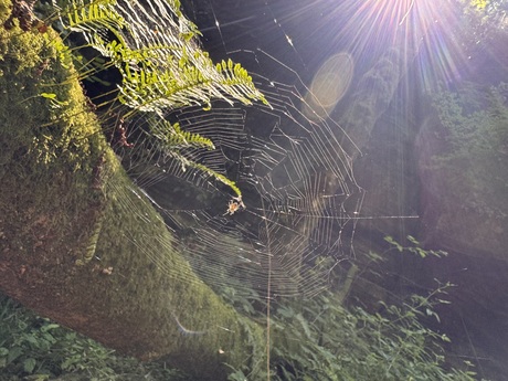 Web in het zonnetje 
