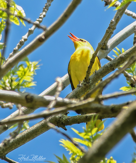 Wielewaal (Oriolus oriolus)