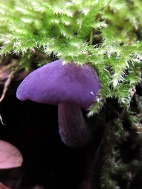 Paarse paddestoel onder groen afdakje..