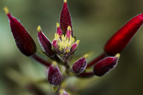 Met de dieprode kleur een prachtige bloem 