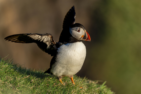 ~Puffin~