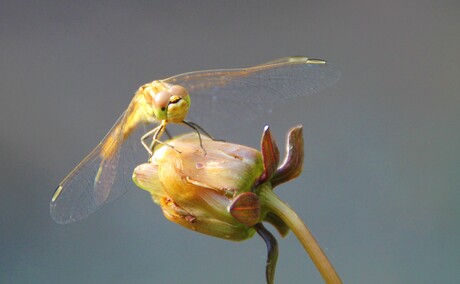 Libelle poseert voor foto