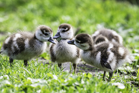 Waarover praten zij?