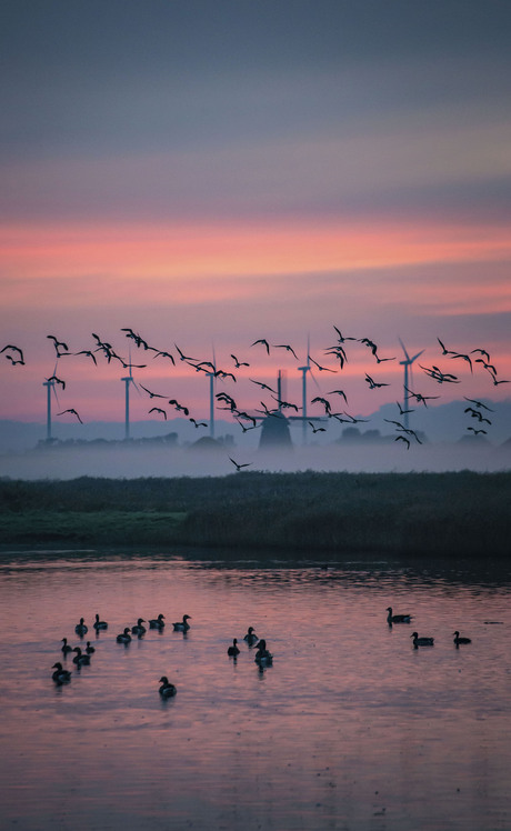 Polder plaatje