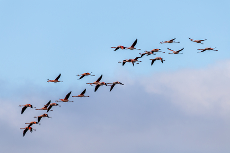 Flamingo's Grevelingenmeer 14-02-2026