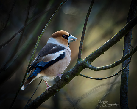 Appelvink