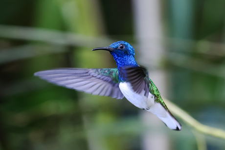 Stilhangende  en vliegende kolibrie met felle kleurenin het nevelbos