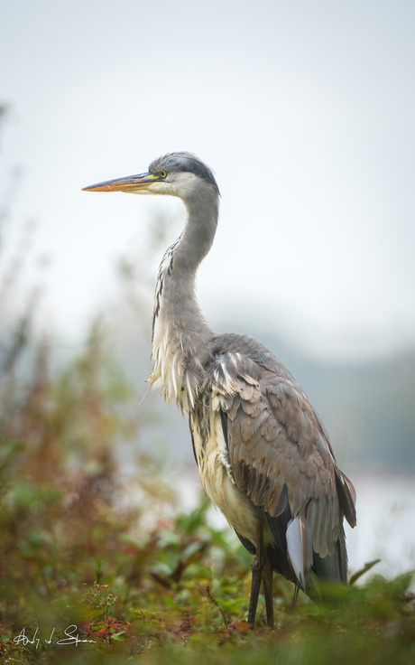 blauwe reiger