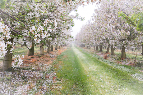 Sprookje in de fruitboomgaard