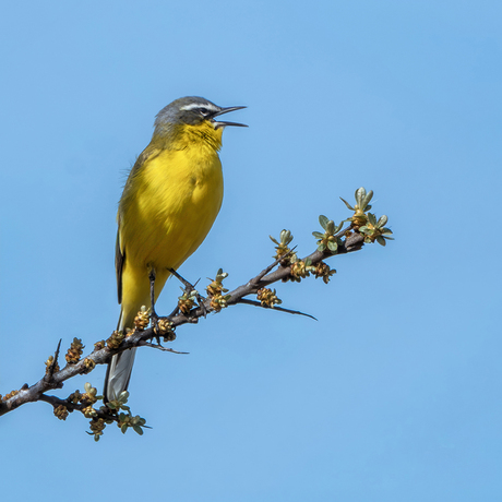Gele kwikstaart op de Marker Wadden