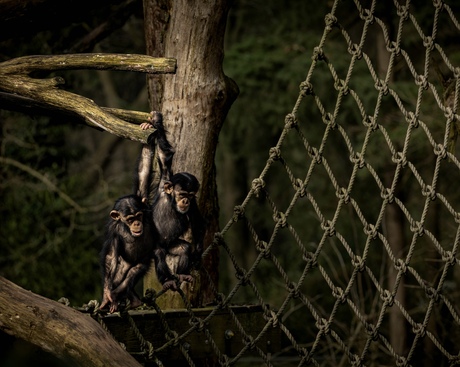 Plezier vanuit de dierentuin! 