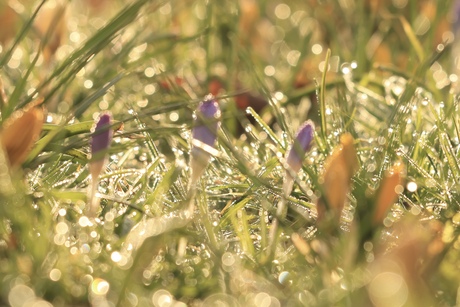 Crea Krokus in vochtig gras