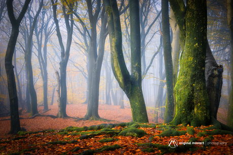 Ghostly Forest...