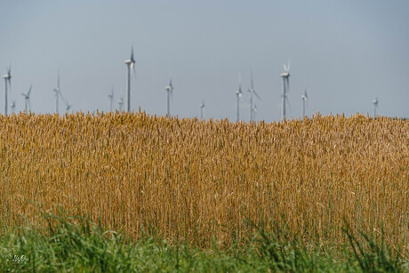 Graan in het landschap