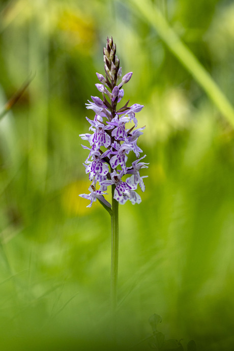 Orchidee