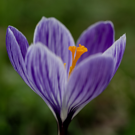 "Krokus" - Voorjaar in aantocht