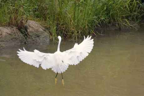 Reiger