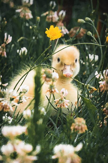 The little duck