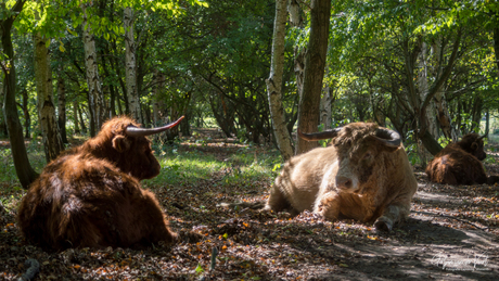 "𝑳𝒆𝒌𝒌𝒆𝒓 𝑪𝒉𝒊𝒍𝒍𝒆𝒏"