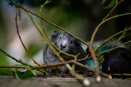 Cavia