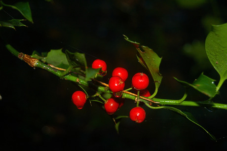 Herfst