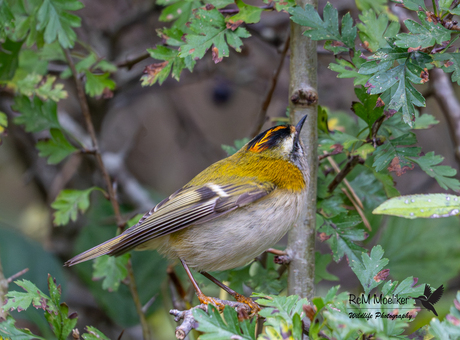 Het vuurgoudhaantje.