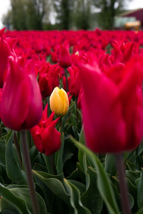 tulpen