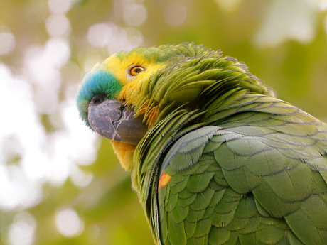 Blauwvoorhoofdamazone.