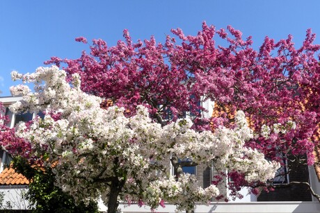P1300862 LENTE in Naaldwijk Opstalwijk 14 april 2026