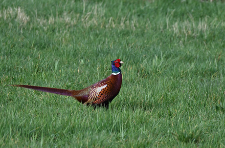 De Gevleugelde Regenboog