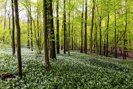 Hallerbos Halle