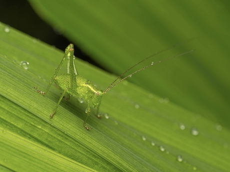 Between the green