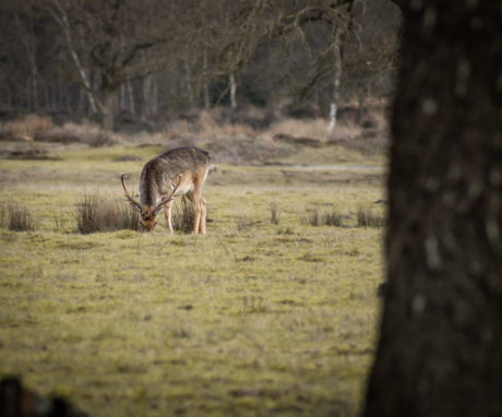 Damhert op de heide