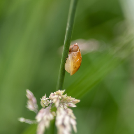 Slakje langs de sloot
