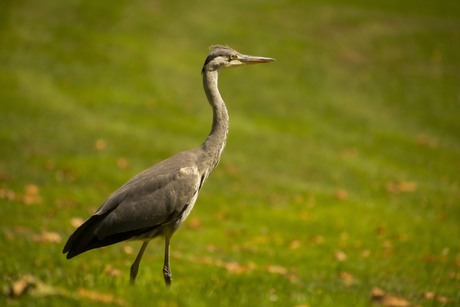 Reiger