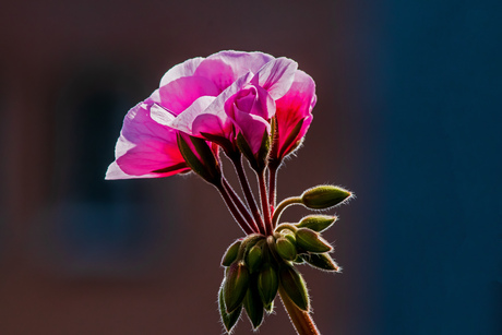 Geranium