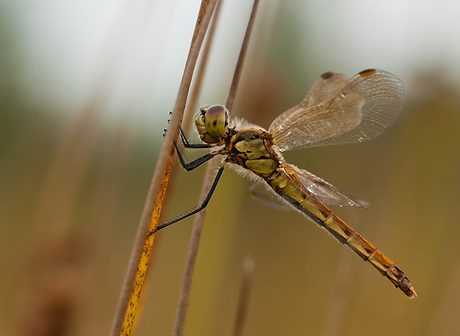 Kempense heidelibel.