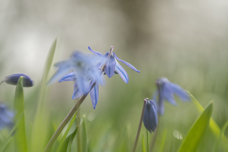 De lente komt er aan..