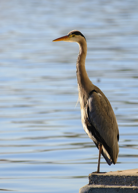 Reiger bij een woonboot