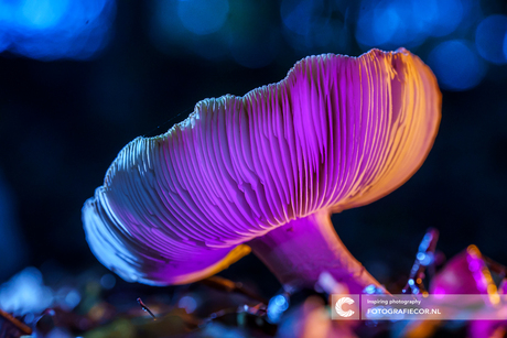 Paddestoelen feestje in het bos