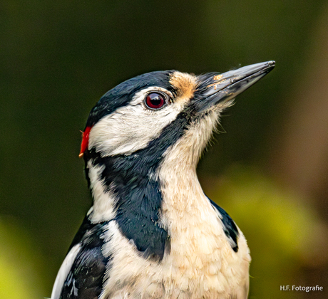 Grote Bonte Specht ( Man )