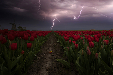Tulip lightning