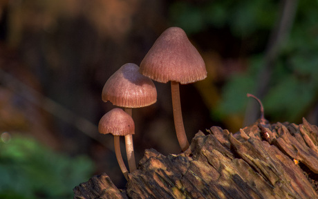 Grote bloedsteelmycena's