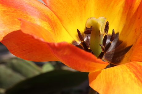 tulp