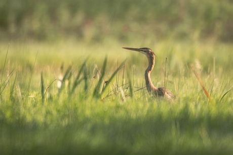 Purperreiger in het hoge gras