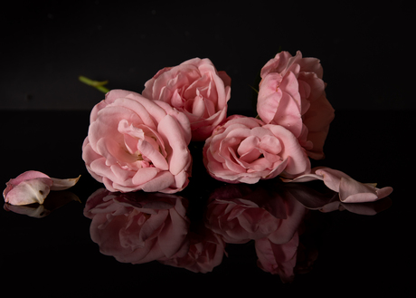 rozen
